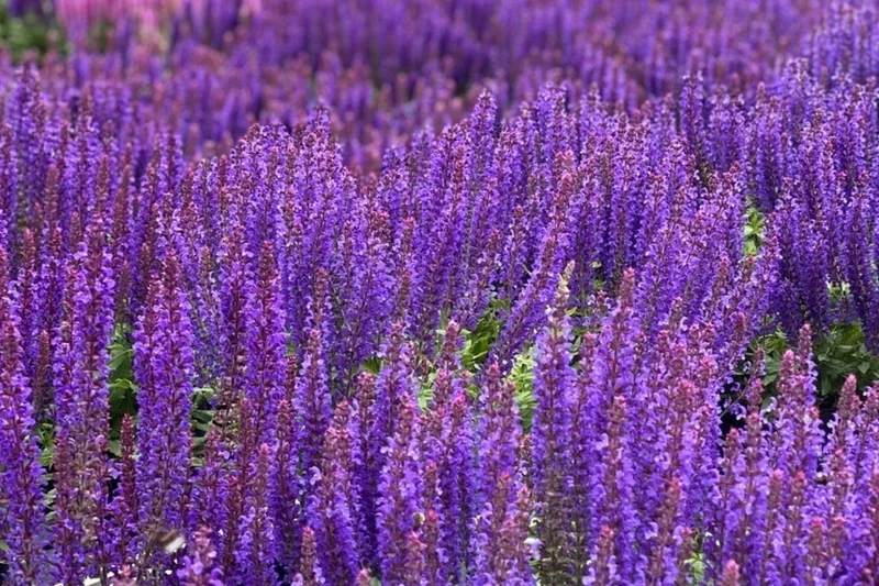 Salvia nemorosa 'Rianne Purple' (Ziersalbei)