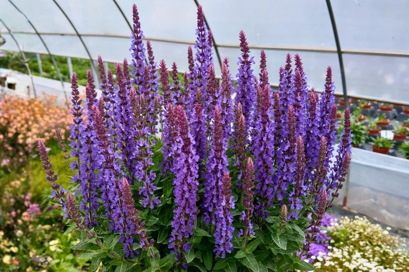 Salvia nemorosa 'Rianne' (Ziersalbei)