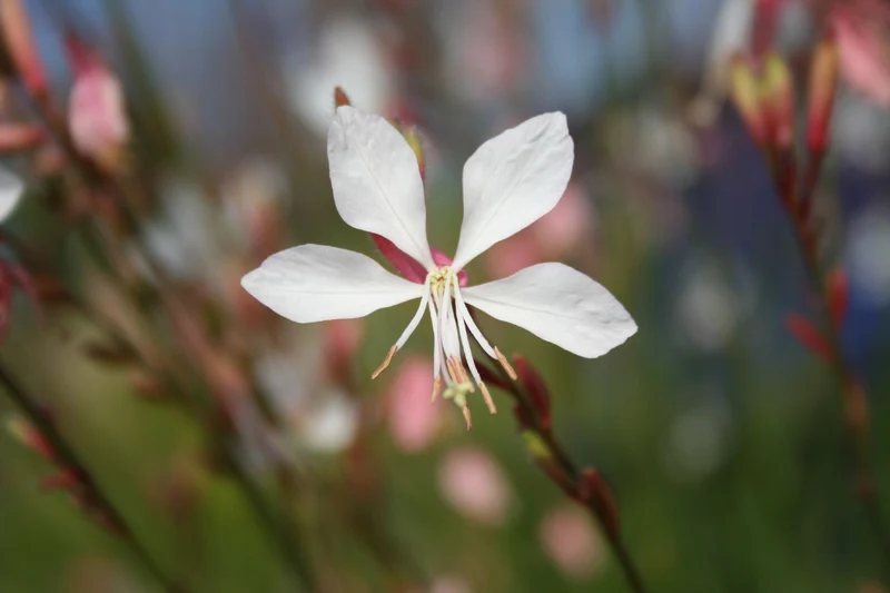Gaura lindheimeri (Prachtkerze)