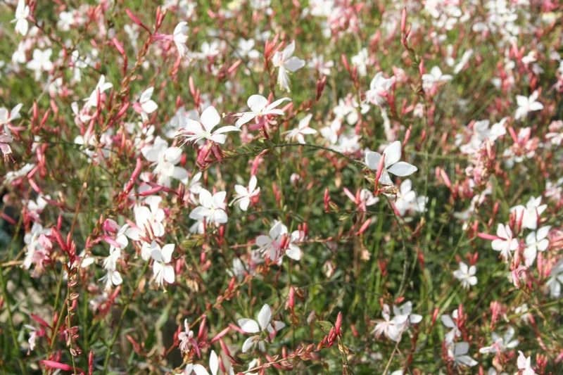 Gaura lindheimeri (Prachtkerze)
