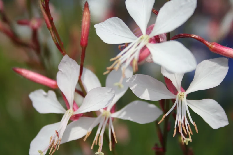 Gaura lindheimeri (Prachtkerze)