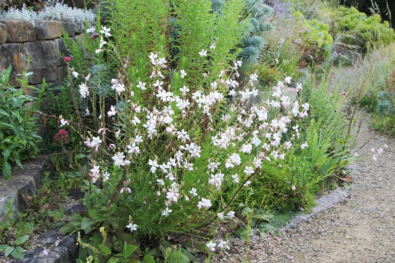 Gaura lindheimeri (Prachtkerze)
