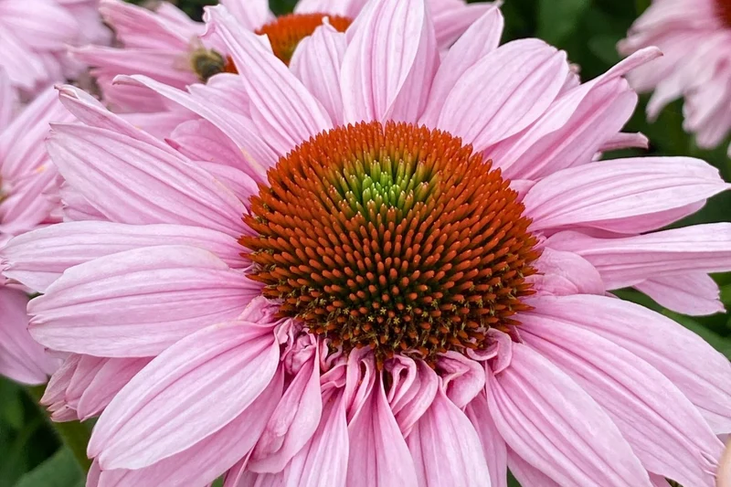 Echinacea 'SunSeekers Blush'® (Scheinsonnenhut)