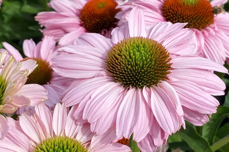Echinacea 'SunSeekers Blush'® (Scheinsonnenhut)
