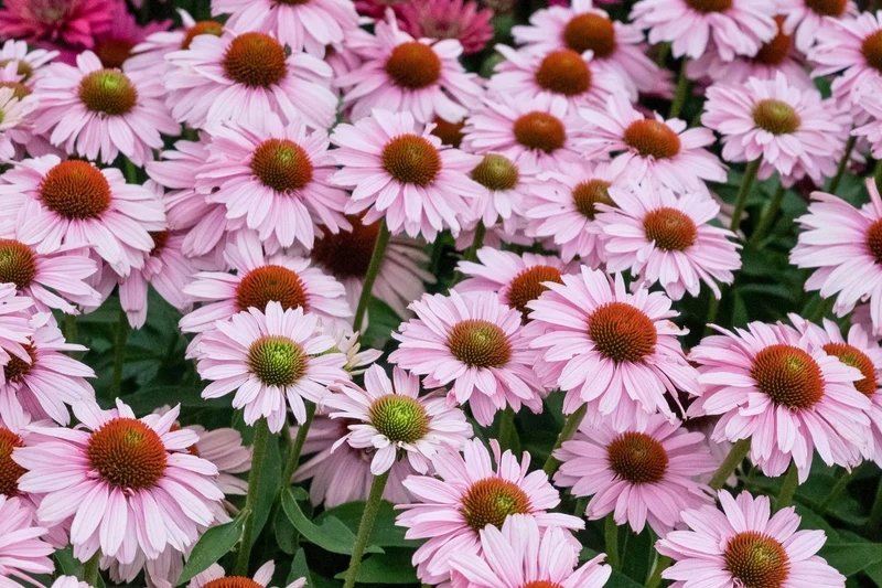 Echinacea 'SunSeekers Blush'® (Scheinsonnenhut)