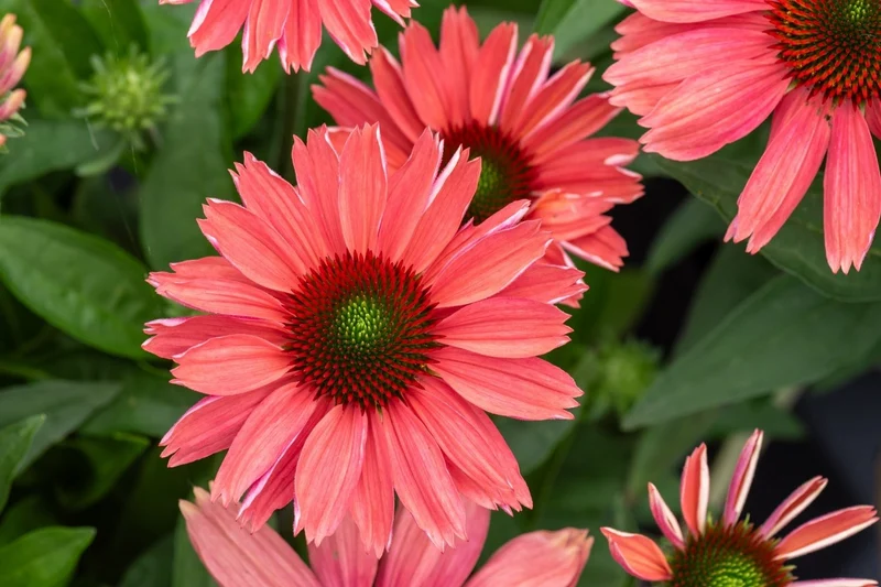 Echinacea 'SunMagic Vintage Watermelon' ® (Scheinsonnenhut)