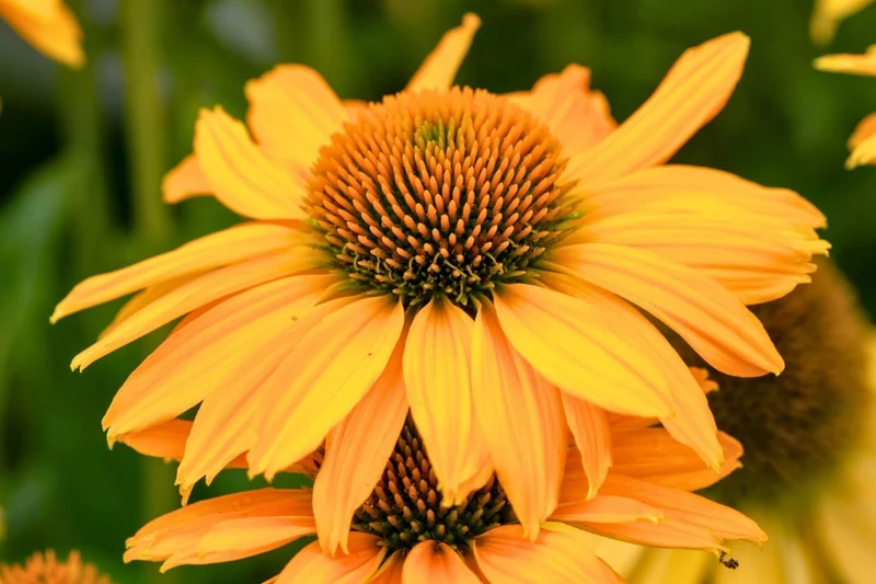 Echinacea 'SunMagic Vintage Mango' ® (Scheinsonnenhut)