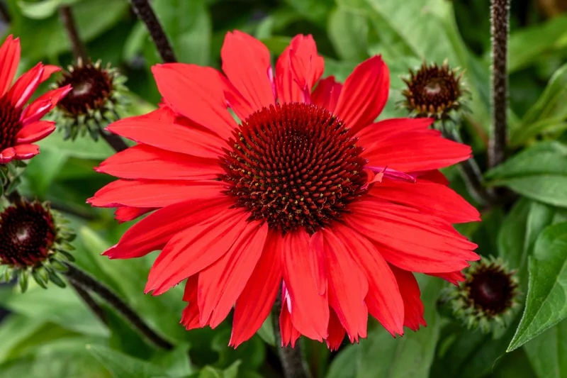 Echinacea 'SunMagic Vintage Hot Red' ® (Scheinsonnenhut)