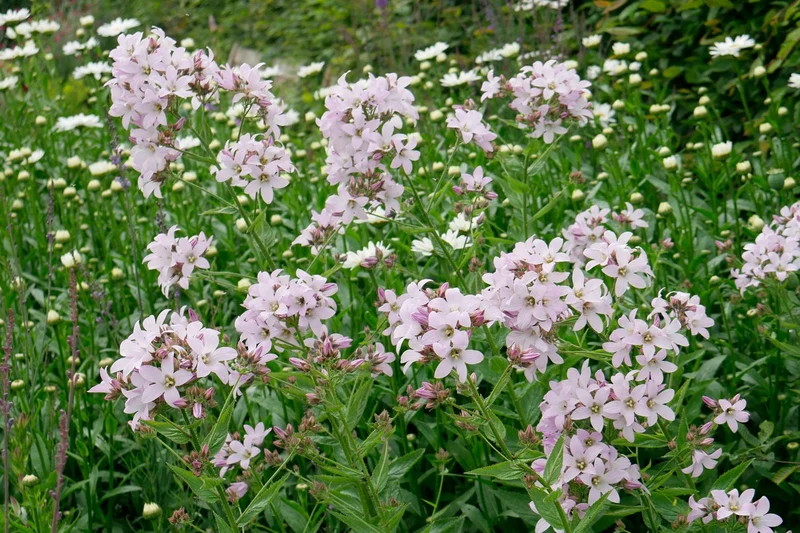Campanula lactiflora 'Loddon Anne' (Dolden-Glockenblume)