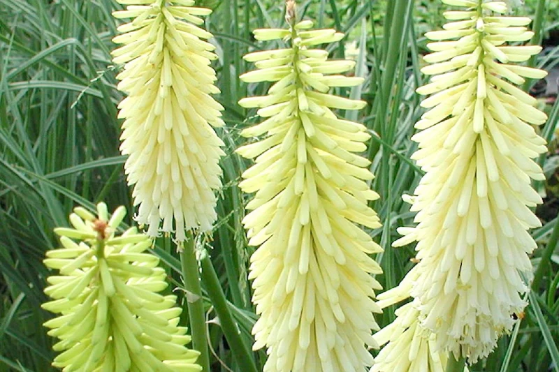 Kniphofia uvaria 'Ice Queen' (Garten-Fackellilie)