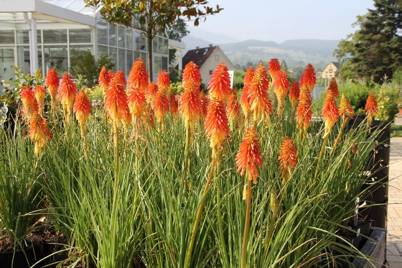 Kniphofia 'Papaya Popsicle' (Fackellilie)