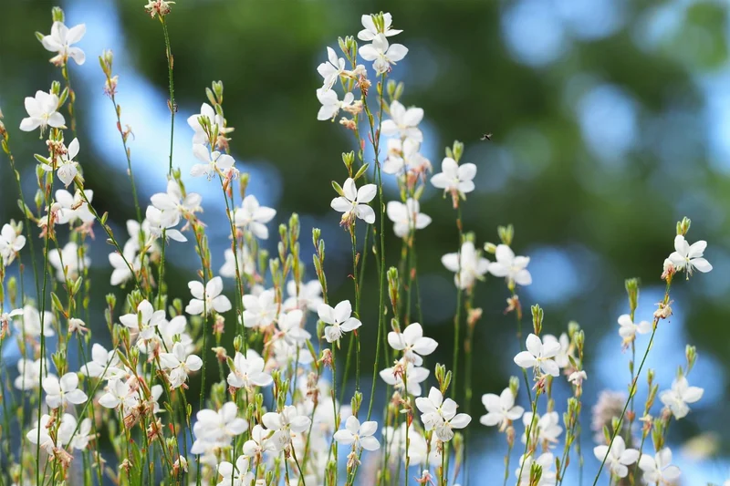 Gaura lindheimeri 'Snowstorm' (Prachtkerze)