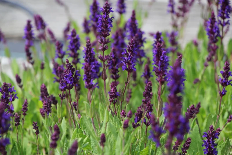 Salvia nemorosa 'Night Field' ® (Ziersalbei)