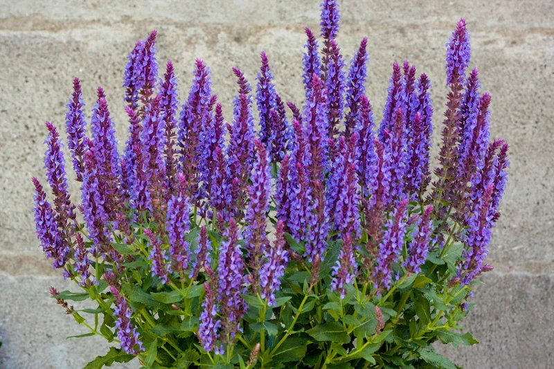 Salvia nemorosa 'Blue Field' (Ziersalbei)