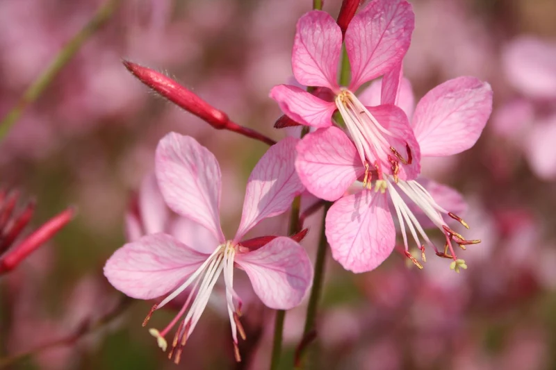 Gaura lindheimeri 'Siskiyou Pink' (Prachtkerze)