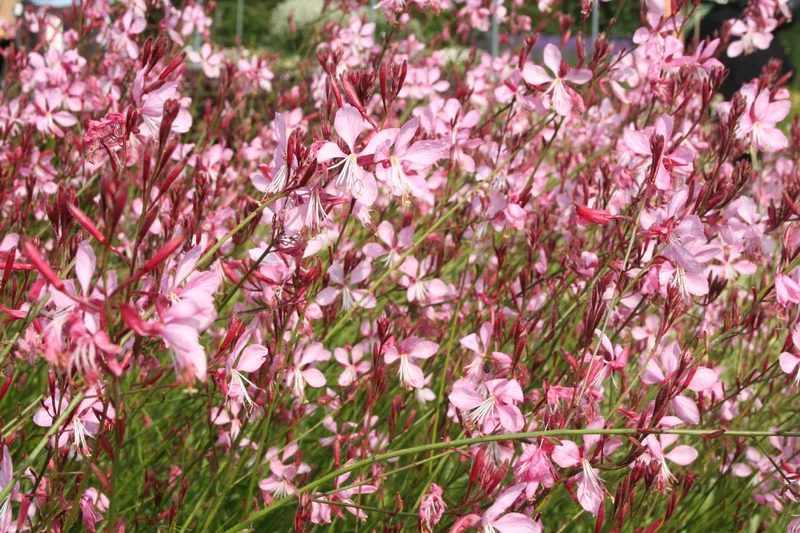 Gaura lindheimeri 'Siskiyou Pink' (Prachtkerze)