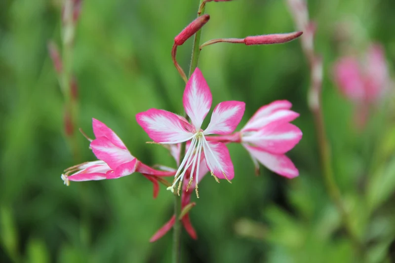 Gaura lindheimeri 'Rosy Jane' (Prachtkerze)
