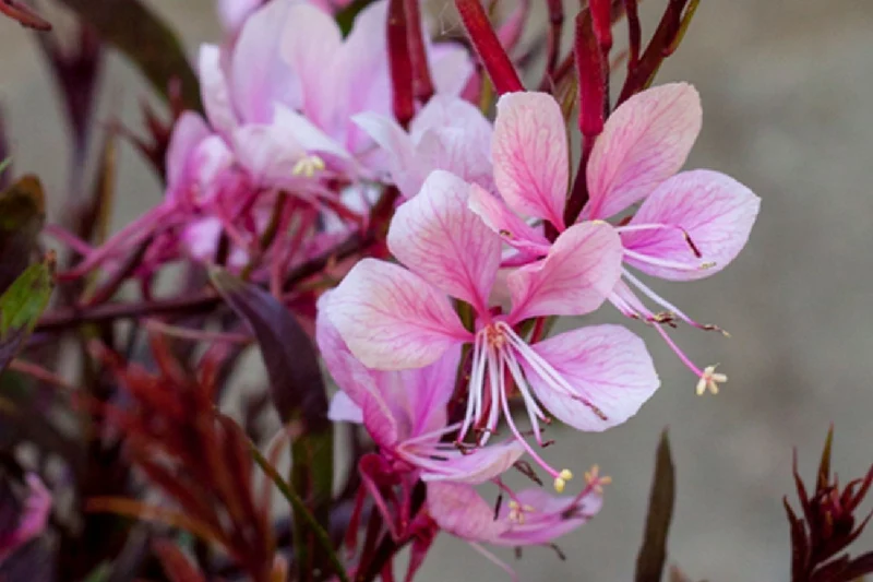Gaura lindheimeri 'Passionate Blush' (Prachtkerze)