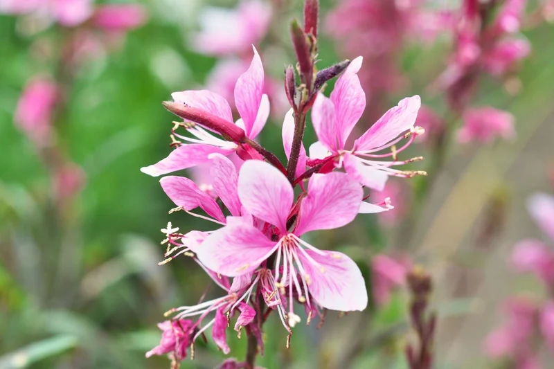 Gaura lindheimeri 'Cherry Brandy' (Prachtkerze)