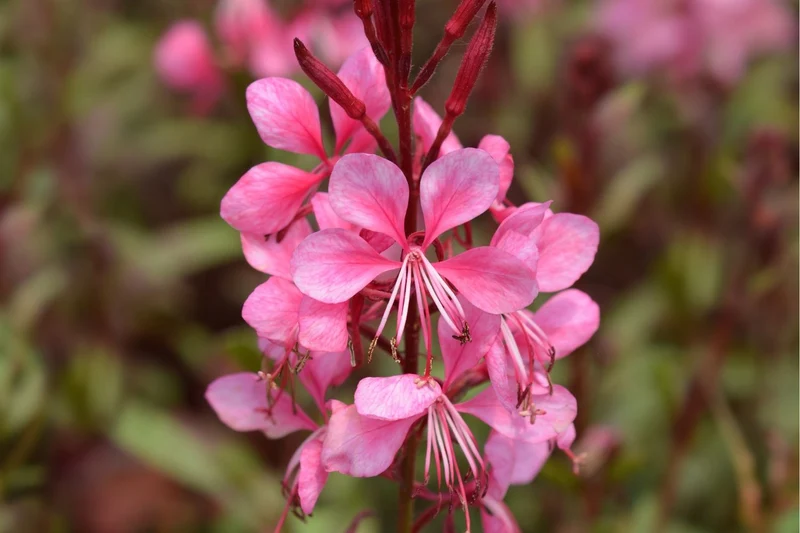 Gaura lindheimeri 'Baby Butterfly® Dark Pink' (Prachtkerze)
