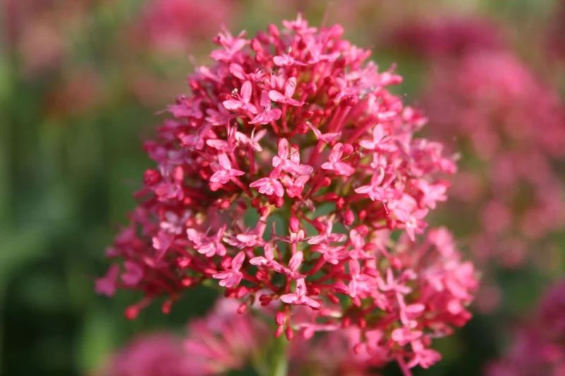 Centranthus ruber 'Coccineus' (Rotblühende Spornblume)