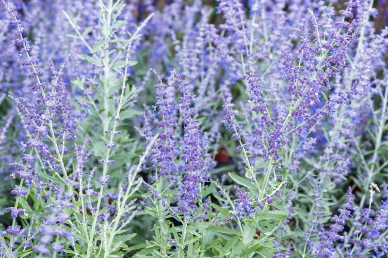 Perovskia atriplicifolia 'Zasha' (Blauraute)