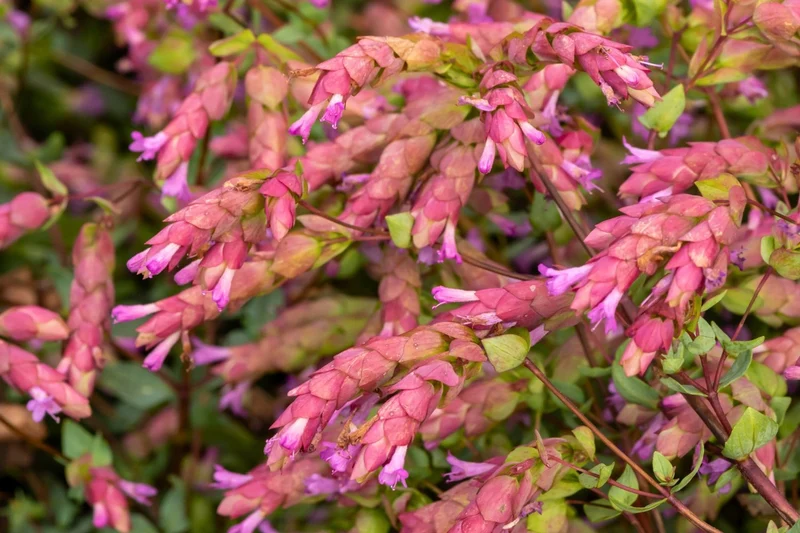 Origanum amanum 'Bristol Cross' (Türkischer Majoran)