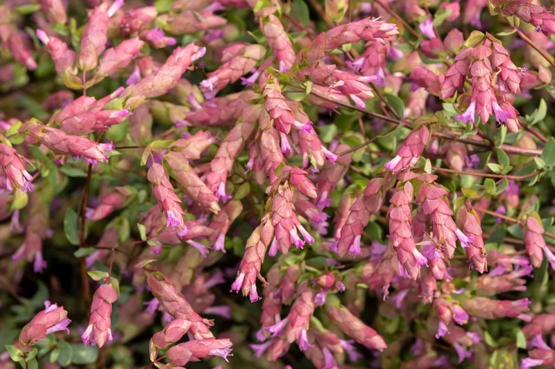 Origanum amanum 'Bristol Cross' (Türkischer Majoran)