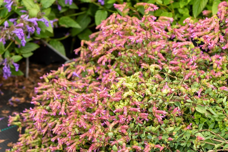 Origanum amanum 'Bristol Cross' (Türkischer Majoran)
