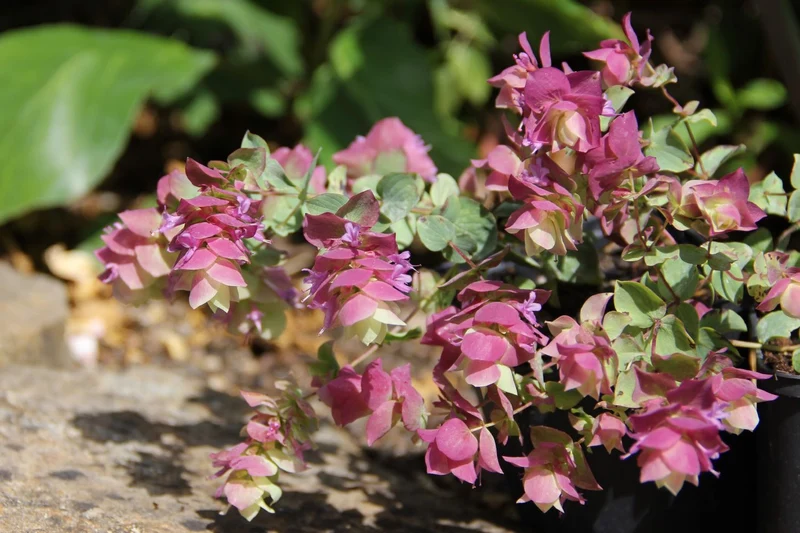 Origanum 'Bellisimo' (Hopfen-Oregano)