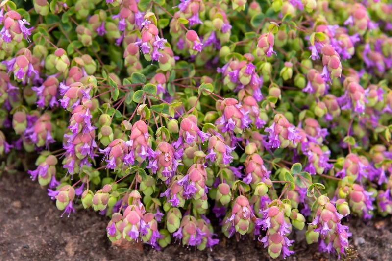 Origanum 'Amethyst Falls' (Hopfen-Oregano)