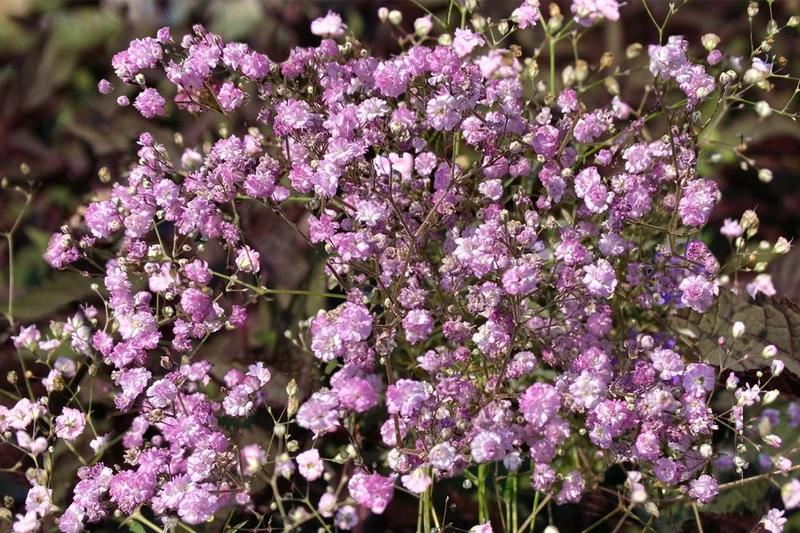 Gypsophila paniculata 'Flamingo' (Gefülltes Schleierkraut)