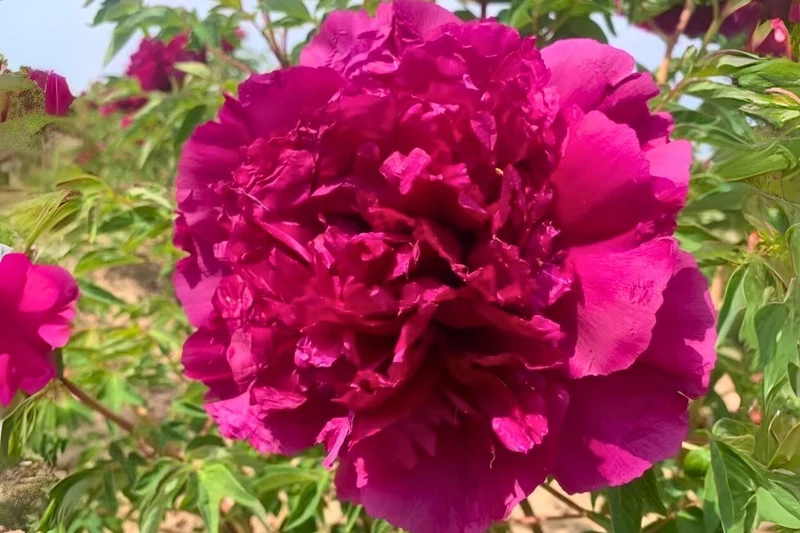 Paeonia rockii 'Zi Lou Xiang Jin' (Strauchpfingstrose 'Purpurpalast')