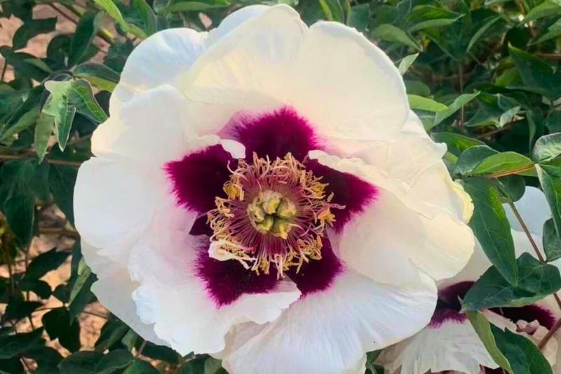 Paeonia rockii 'Shi Ji Ju Xing' (Strauchpfingstrose)