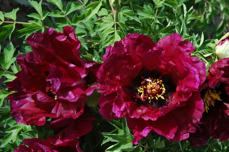 Paeonia rockii 'Mo Hai Yin Bo' (Pfingstrose 'Silberne Welle auf schwarzem See')