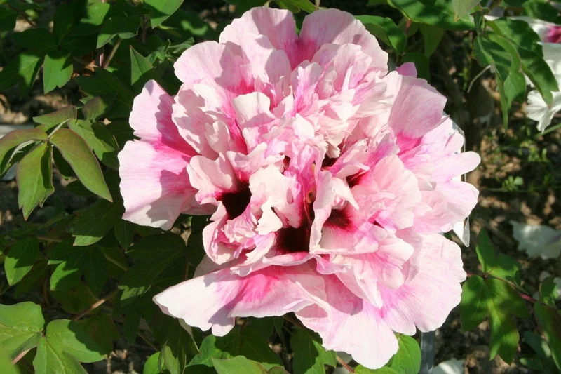 Paeonia rockii 'Hong Xian Nv' (Strauchpfingstrose 'Rot-gestreifte Dame')