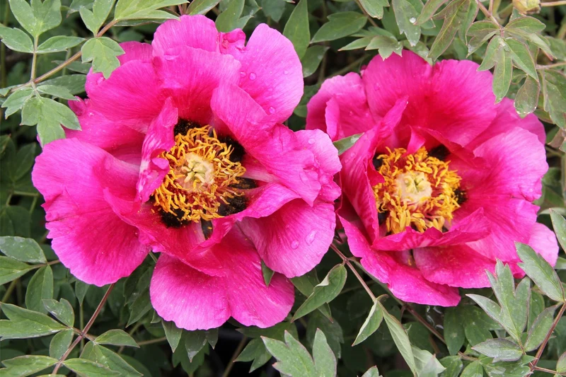 Paeonia rockii 'Hong Lian' (Strauchpfingstrose 'Roter Lotus')
