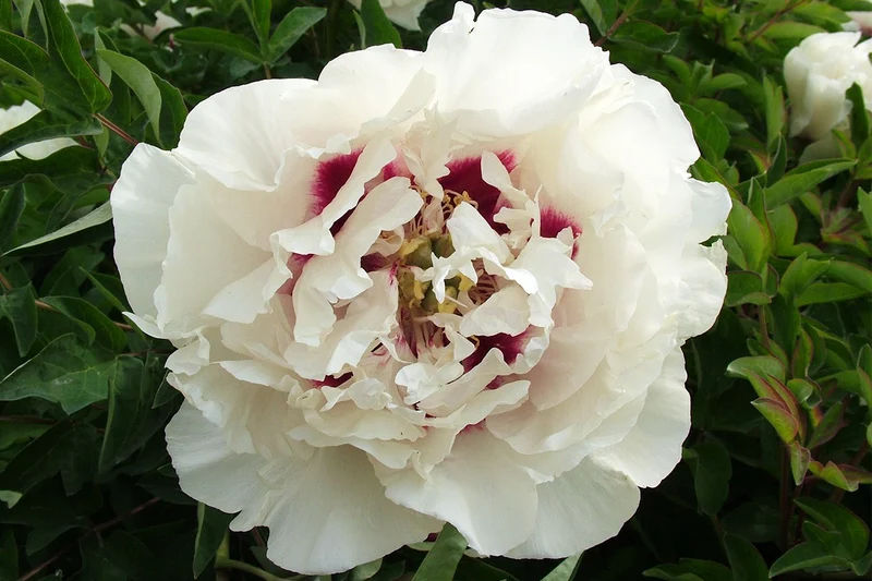 Paeonia rockii 'Gui Fu Ren' (Strauchpfingstrose 'Edelfrau')