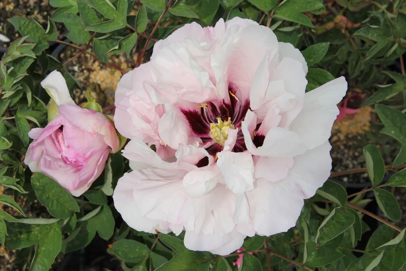 Paeonia rockii 'Fen Xi Shi' (Strauchpfingstrose 'Rosa Schönheit')