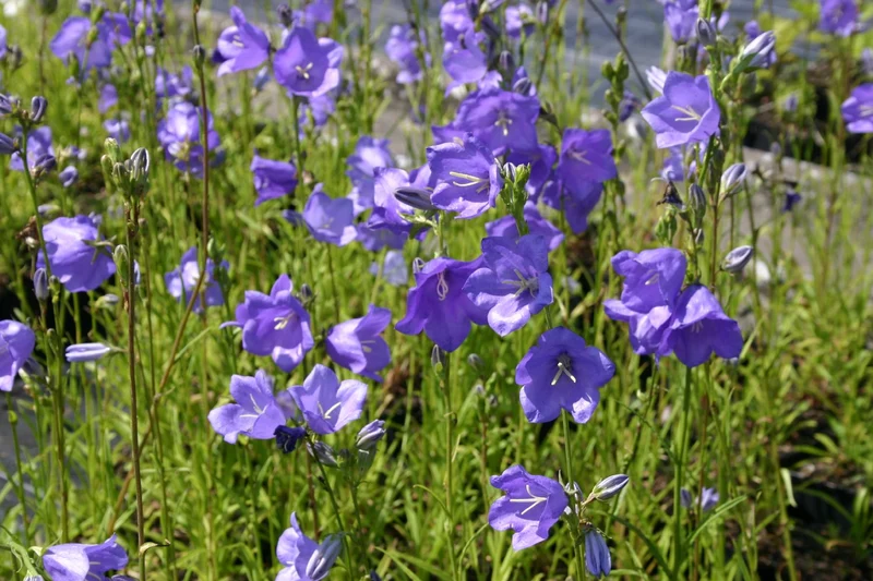 Campanula persicifolia 'Grandiflora Coerulea' (Pfirsichblättrige Glockenblume)