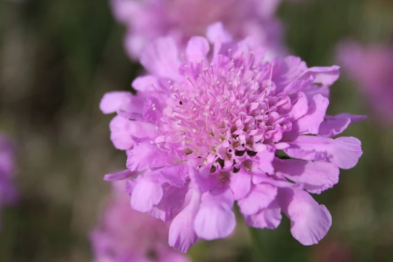 Scabiosa columbaria 'Pink Mist' (Garten-Tauben-Skabiose)