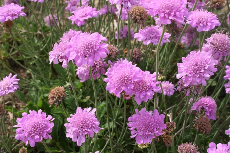 Scabiosa columbaria 'Pink Mist' (Garten-Tauben-Skabiose)