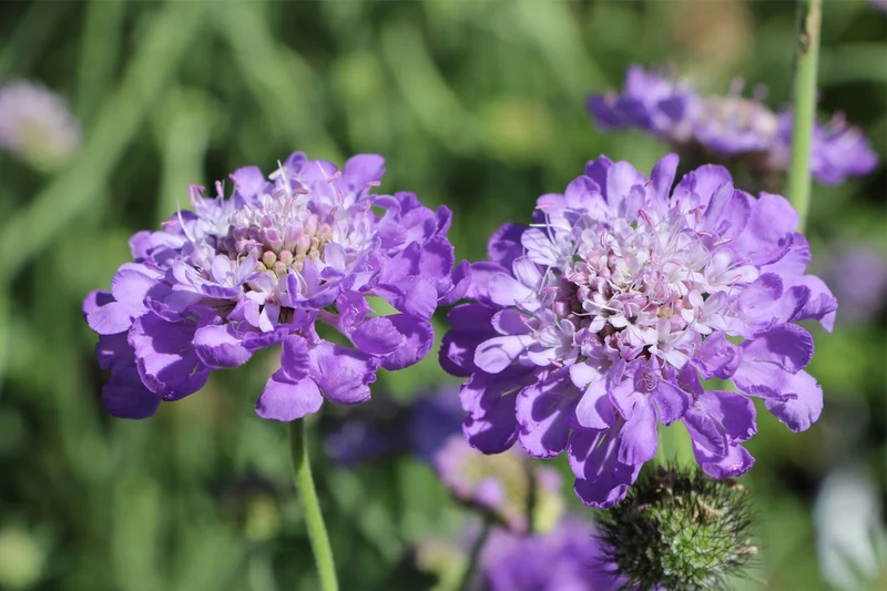 Scabiosa columbaria 'Mariposa Blue' (Taubenskabiose)