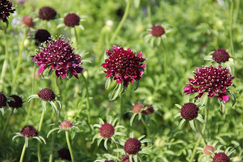 Scabiosa atropurpurea 'Barocca' (Samt-Skabiose)