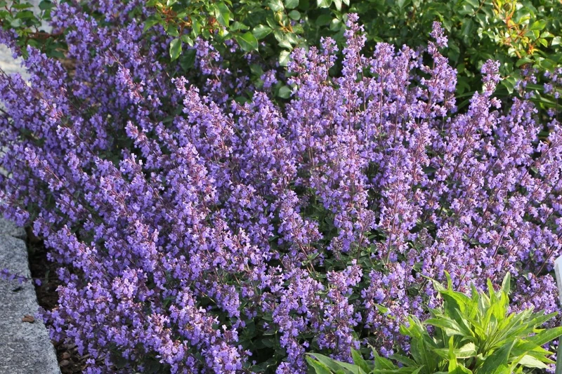 Nepeta x faassenii 'Purrsian Blue' (Katzenminze)