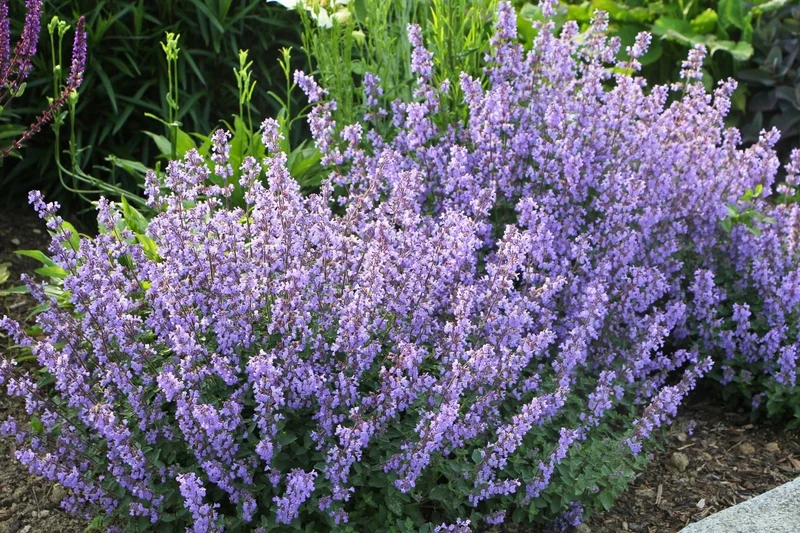 Nepeta x faassenii 'Purrsian Blue' (Katzenminze)