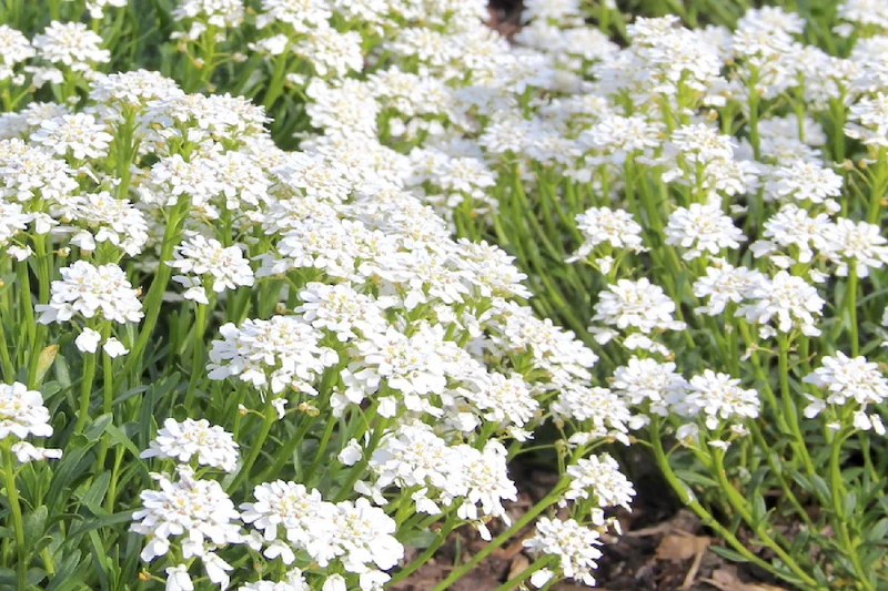 Iberis sempervirens 'Snowflake' (Immergrüne Schleifenblume 'Schneeflocke')