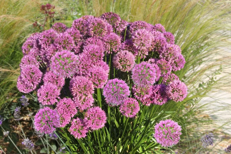 Allium 'Serendipity' (Zierlauch)