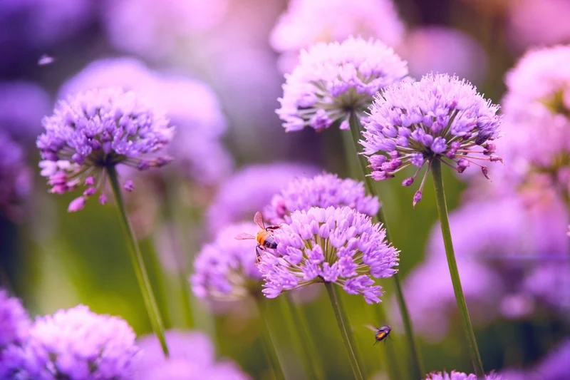 Allium 'Serendipity' (Zierlauch)