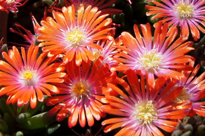 Delosperma 'Jewel of Desert Sunstone' ® (Garten-Mittagsblume)
